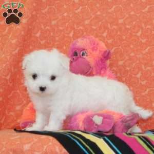 Austin, Maltipoo Puppy